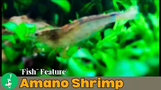 "Fish" Feature: Amano Shrimp