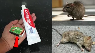 How To Kill Rats Within 10 minutes || Home Remedy |Magic Ingredient | Mr. Maker