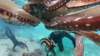 Snorkeling || Menangkap GURITA dan Kerang Laut