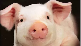 Dr. Alison Van Eenennaam - Can Biotechnology Bring Home the Bacon? - with Netflix Segment