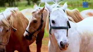 A Day with Majestic Horses: Incredible Moments and Insights