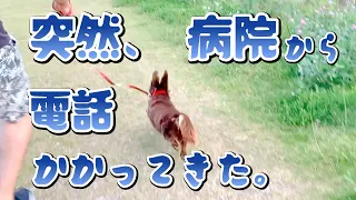 【お礼とご報告】肉球の謎のデキモノの正体が分かりました！【ダックスフンド】