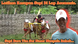 Latihan Karapan Sapi Di Lap Asemanis Pamekasan, Sapi Baru Tim Ser Naser Menyala Rabek Gaes.