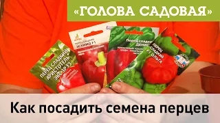 Голова садовая - Как посадить семена перцев