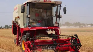 GM80 пшеница