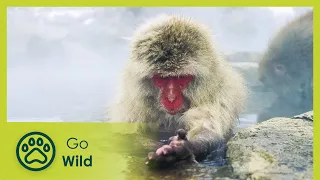 Wildest Asia - Go Wild