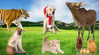 Funny Animal Moments - Dog, Monkey, Cat, Chicken, Cow, Tiger - Animal Videos