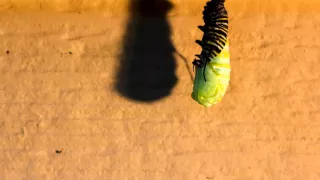 Monarch Butterfly Chrysalis Formation Timelapse