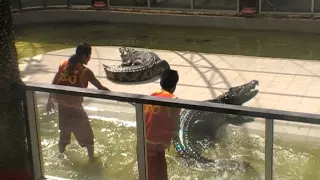 Шоу крокодилов. Зоопарк Phuket ZOO. о. Пхукет, Тайланд. г.2012