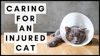 Caring for an Injured Cat