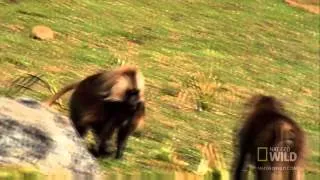 World's Deadliest   Gelada vs  Gelada