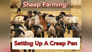 Sheep Farming: Setting Up A Creep Pen