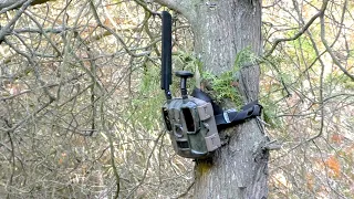 Кто живет в лесу? Поставил камеру BALEVER BL480LP на неделю!