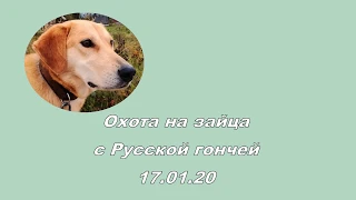 Охота на зайца с Русской гончей 17 01 20