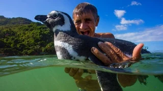 True Story of Dindim The Penguin That Returns Every Year To Reunite With His Rescuer