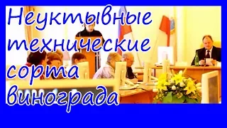 Неукрывные технические сорта винограда