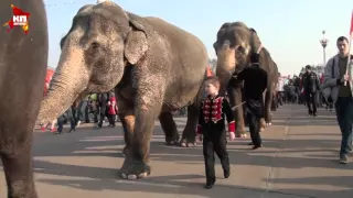 По улицам Орла прогулялись слоны