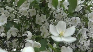 Моя любимая яблоня - китайка цветет )))