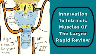 Innervation To The Larynx: Rapid Review