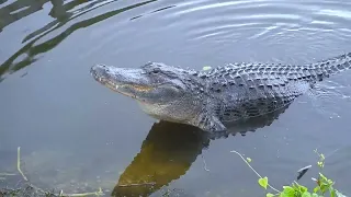 Growling American Alligator Does Push-ups & Makes the Water Bubble    #wildlife