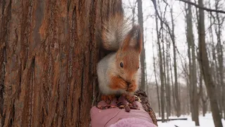 Симпатичный малыш 🎶 #squirrel