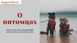 О питомцах. Бразилия, 27.01.2018 (утренний даршан)