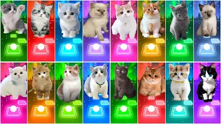 ALL CUTE CATS PT.6 - IMAGINE DRAGONS - WAKA WAKA - BLACKPINK - DANCE MONKEY- BTS - TILES HOP