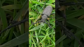 Усачи́, или дровосе́ки (лат. Cerambycidae) 🐞