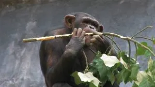 Chimpanzees LA Zoo