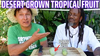 Rasta Man Grows Tropical Fruits in a Backyard Arid Desert Food Forest