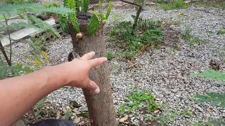 Nopales. Edible Cactus. Mexico