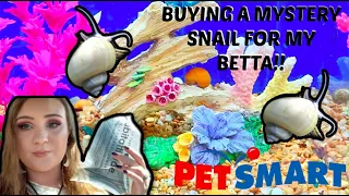 GETTING A MYSTERY SNAIL AT PETSMART FOR MY BETTA FISH!