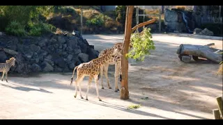 How do you transport a giraffe across the ditch?