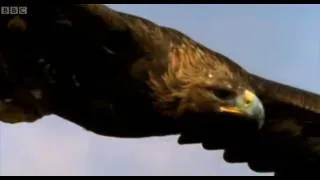 Eagle vs Hare | Predators | BBC Earth