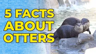 5 Facts About Otters