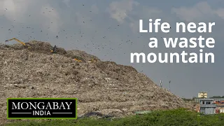 Living in the shadows of a waste mountain: Bandhwari landfill