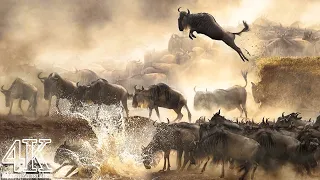 4K African Wildlife - Great Migration From The Serengeti To The Maasai Mara, Kenya With Africa Music