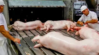 Pig Raising & Transport Method - Pork Slaughter & Cutting Line - Sausage Processing Technology