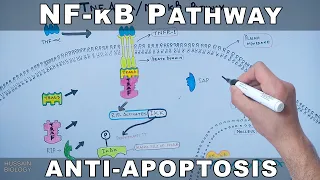 NF-κB Pathway | Cell Survival Pathway