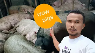 Dimapur pig farm