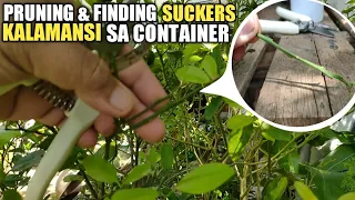 Mga dapat i pruning sa kalamansi para dumami ang bunga