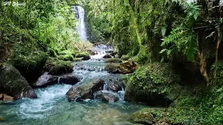 Beautiful Birds Chirping in the Andes Mountain, Calming Water Stream Sounds, Sleep, Relaxation