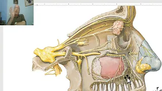 Anatomy of head and neck module in Arabic 25 (Maxillary nerve) by Dr. Wahdan.