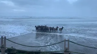 Onlookers Witness Herd of Elk Running Through Surf on Oregon Beach
