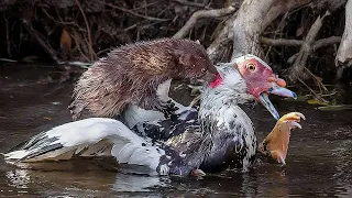 КУНЬИ НА ОХОТЕ! Как охотятся эти шустрые и очень ловкие хищники