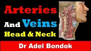 Arteries and Veins of the Head and Neck, Dr Adel Bondok