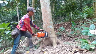 world best's tree felling tutorial / way more information than you ever wanted