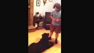 Newfoundland dog tricks