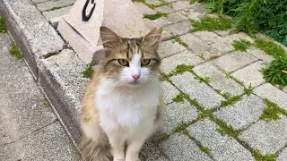 Beautiful cats living on the street. I gave them food. 😍