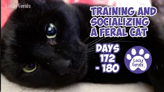 Training And Socializing A Feral Cat * Part 19 * Days 172 - 180 * Cat Video Compilation